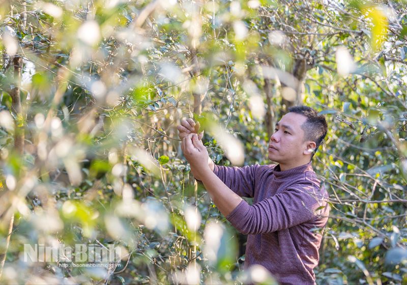 Vườn chè cổ thụ tại làng Bách Cốc (phường Trường Thi)-nguồn nguyên liệu đặc biệt tạo nên dòng sản phẩm “Giấm mơ trà xanh”