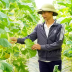 Anh Võ Văn Thành và sản phẩm dưa lưới chuẩn bị thu hoạch