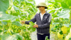 Anh Võ Văn Thành và sản phẩm dưa lưới chuẩn bị thu hoạch