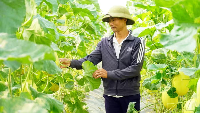Anh Võ Văn Thành và sản phẩm dưa lưới chuẩn bị thu hoạch