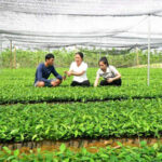 Mỗi năm gia đình cung ứng ra thị trường 80 nghìn bầu quế giống