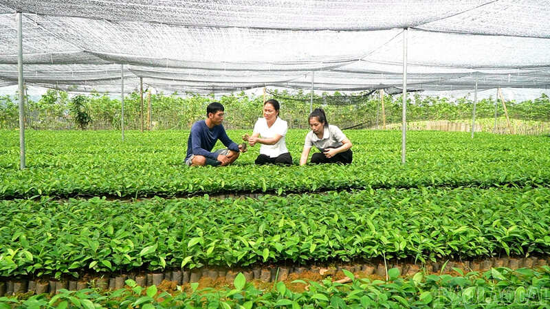 Mỗi năm gia đình cung ứng ra thị trường 80 nghìn bầu quế giống